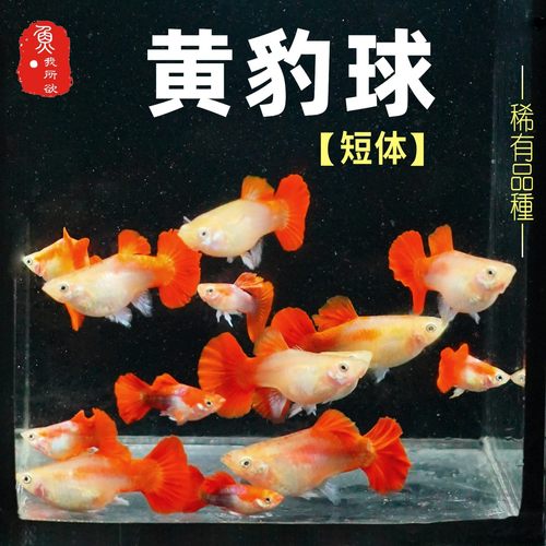黄豹球孔雀鱼稀有球体热带观赏鱼