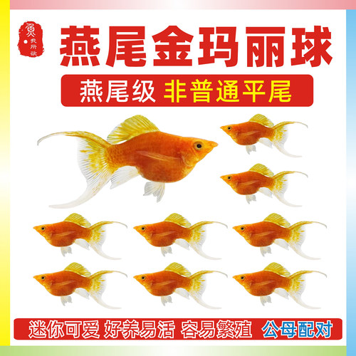 公母高帆燕尾玛丽球热带淡水包邮