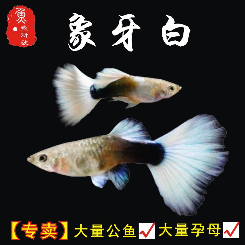 孕母母活体下崽狂魔孔雀鱼