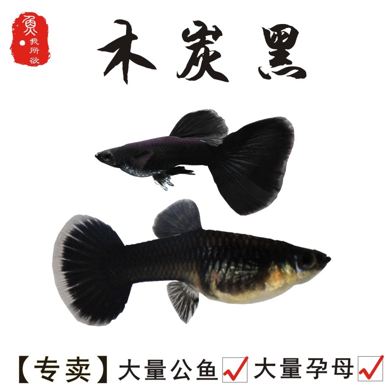纯种木炭黑孕母母繁殖狂魔孔雀鱼