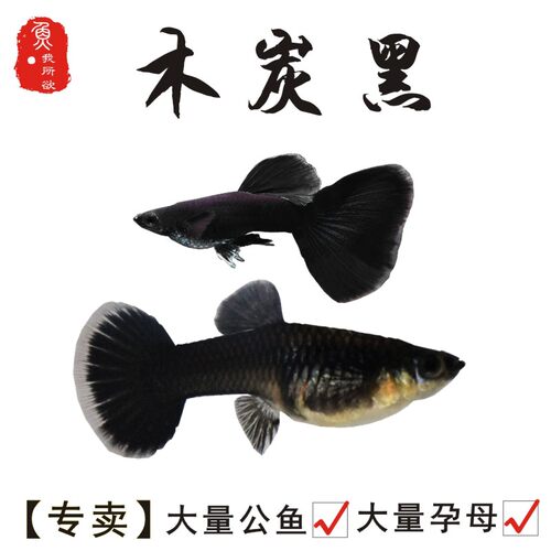 纯种木炭黑孕母母繁殖狂魔孔雀鱼