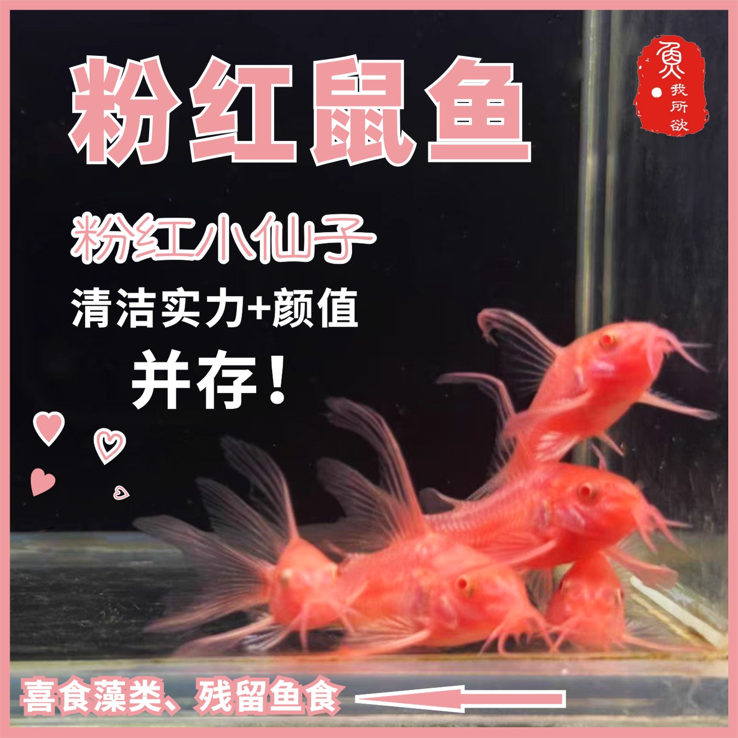 粉红鼠鱼黄金大帆胡子24k工具鱼