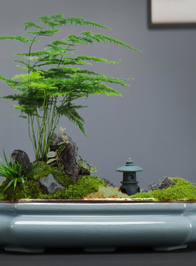 陶瓷福建中式蝴蝶兰专用花盆