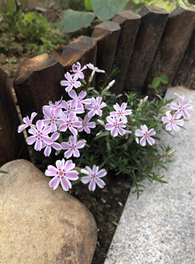 芝樱丛生福禄考常绿开花地被