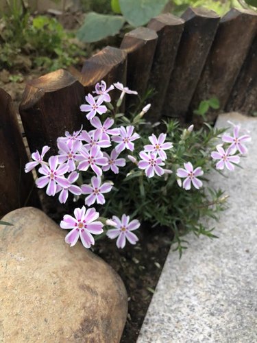 芝樱丛生福禄考常绿开花地被