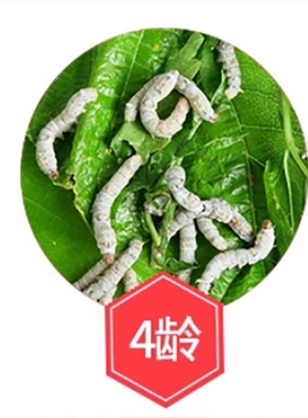 蚕宝宝活蚕1-2龄3 4龄大蚕学生养蚕桑叶蚕幼虫春蚕活体送龄儿童