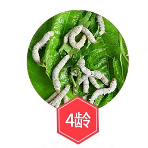 蚕宝宝活蚕1-2龄3 4龄大蚕学生养蚕桑叶蚕幼虫春蚕活体送龄儿童
