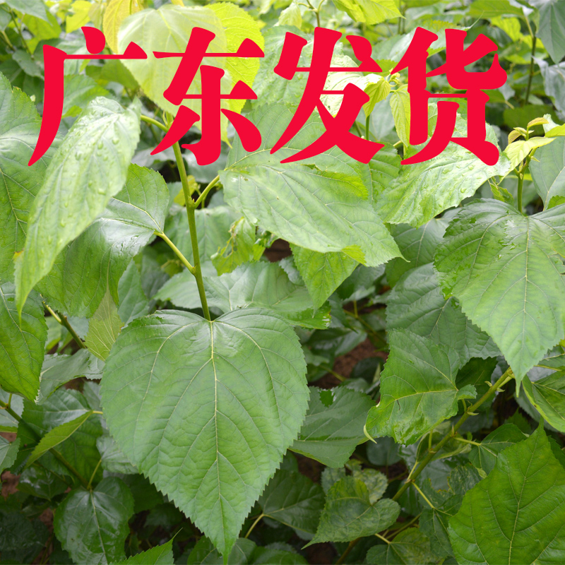 新鲜桑叶蚕宝宝食用养蚕桑叶现摘新鲜桑叶蚕500g广东东莞