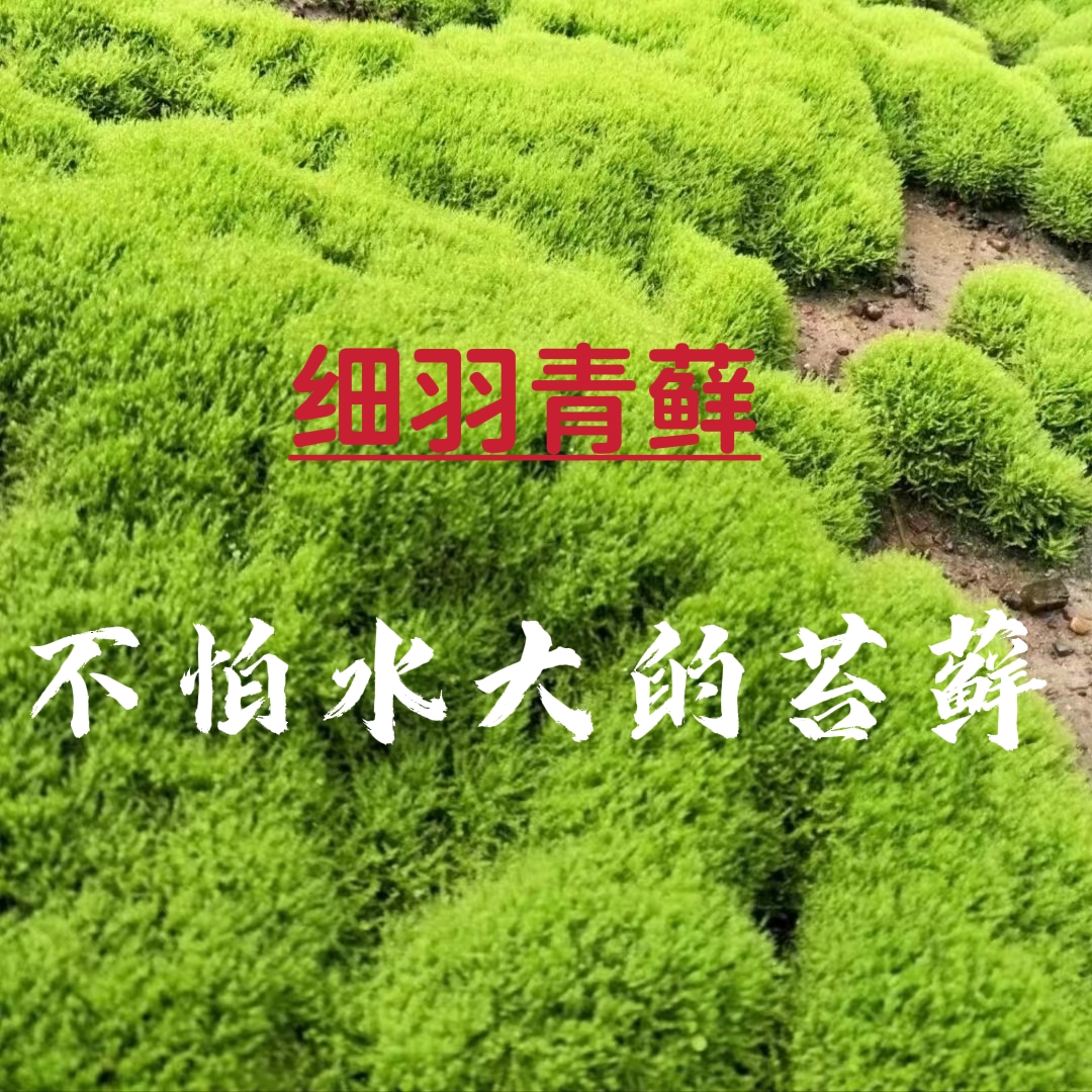 鲜活青苔藓微景观生态瓶短绒藓假山盆景栽庭院迷你植物diy材料