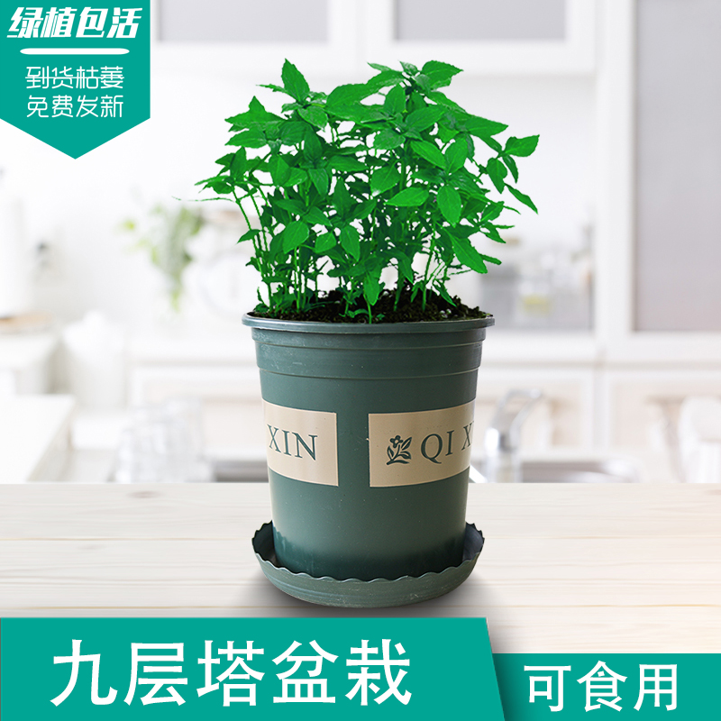 Basil 新鲜九层塔盆栽 可食用金不换意大利甜罗勒叶西餐香料盆栽 鲜花速递/花卉仿真/绿植园艺 绿植 原图主图