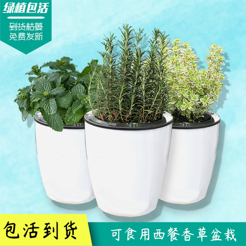 牛至新鲜可食用西餐迷迭香薄荷