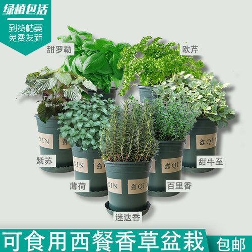 迷迭香薄荷百里香香草盆栽可食用