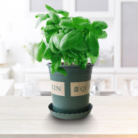 Mint, rosemary, thyme, sweet basil leaves, lemongrass, Perilla, fresh edible Western herbs and spices potted plants thumbnail 8