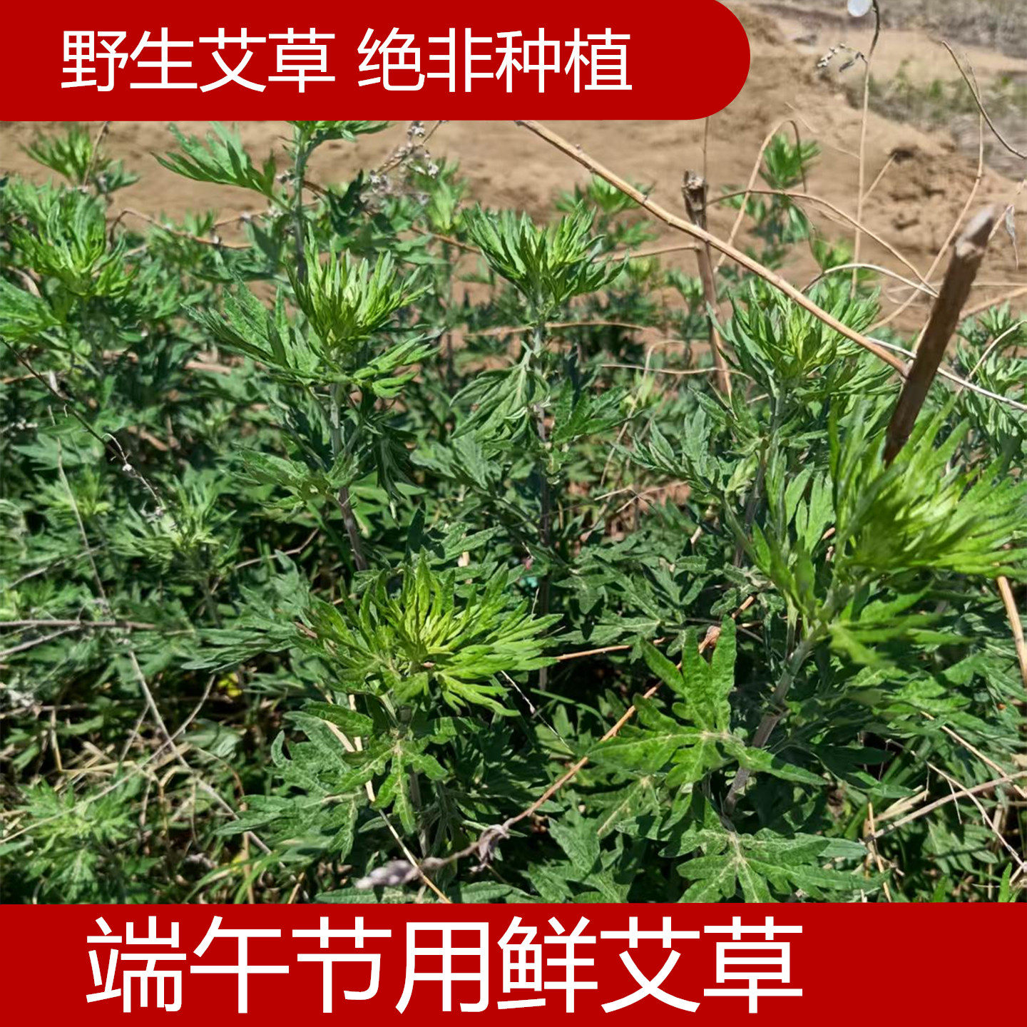 野生艾草 端午节用艾草 煮鸡蛋洗澡香薰