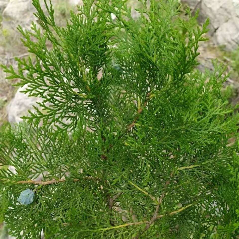 泰山野生新鲜 侧柏枝 生发黑发乌发养发煮水洗发 垫身侧柏树叶子