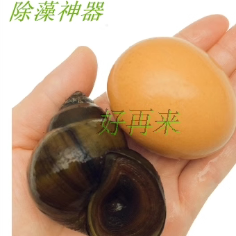 大号田螺金鱼锦鲤混养活体观赏螺冷水鱼缸清洁工清道夫吃垃圾