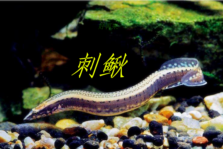 刺鳅中华活体凶猛冷水鱼