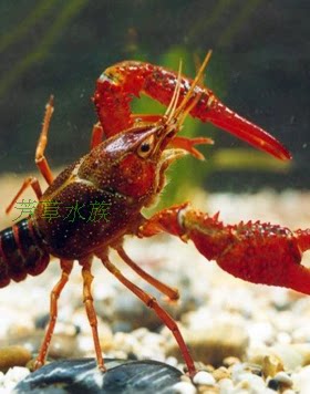 水族箱除藻虾观赏虾宠物虾活体饲料工具虾小龙虾冷水虾原生