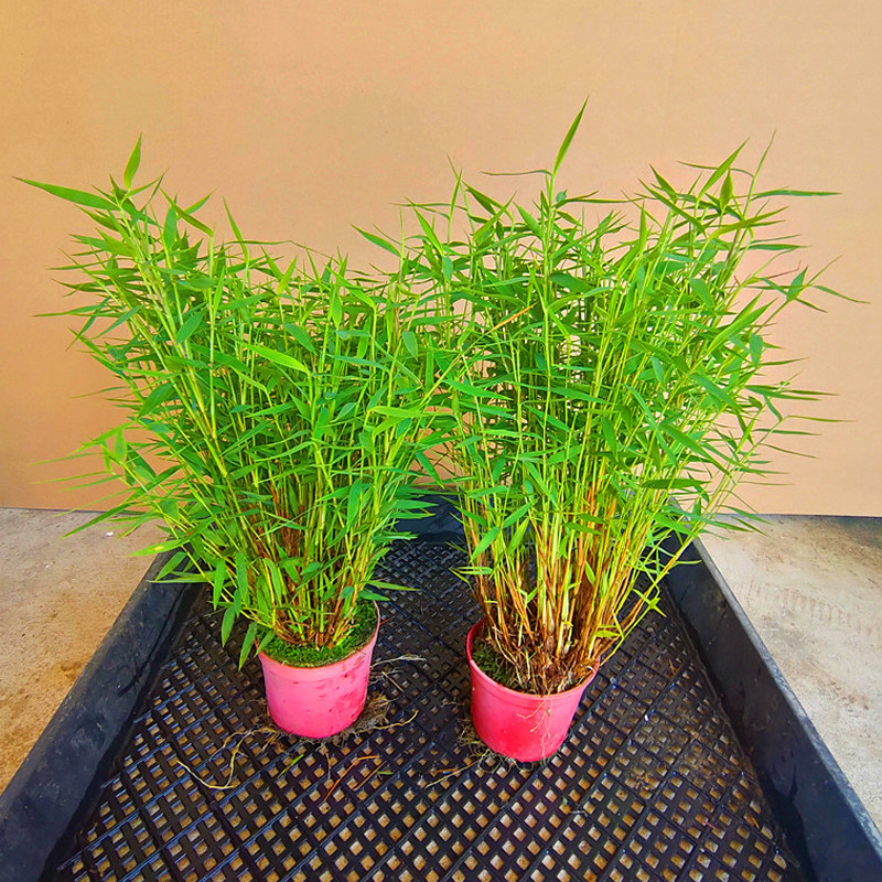 迷你日本姬翠竹盆栽青轴力竹桌面小竹子苗室内绿植盆栽小四季常青