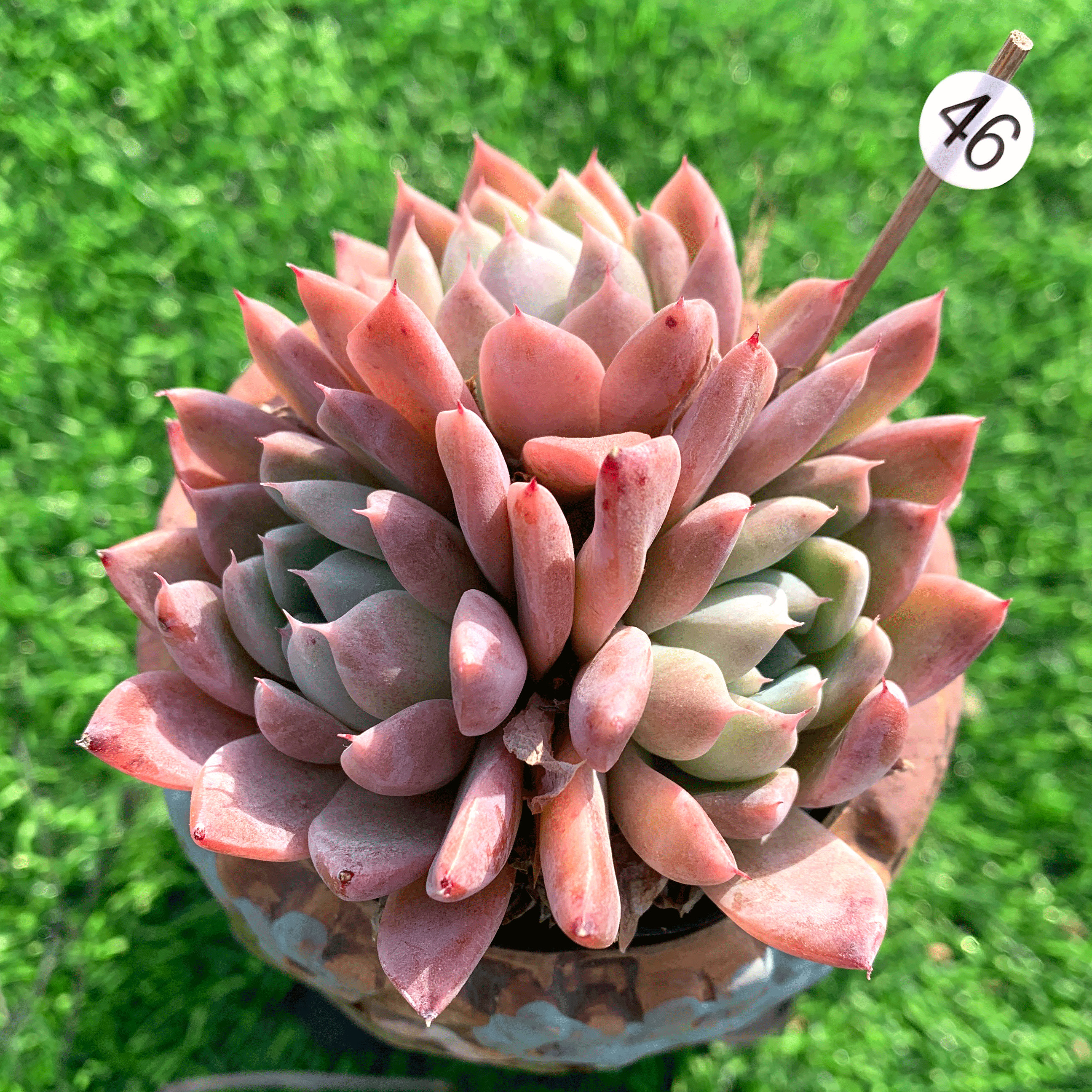 西施多肉植物一物一拍红色状态无砍自然群阿尔巴西施灵曦组合多肉