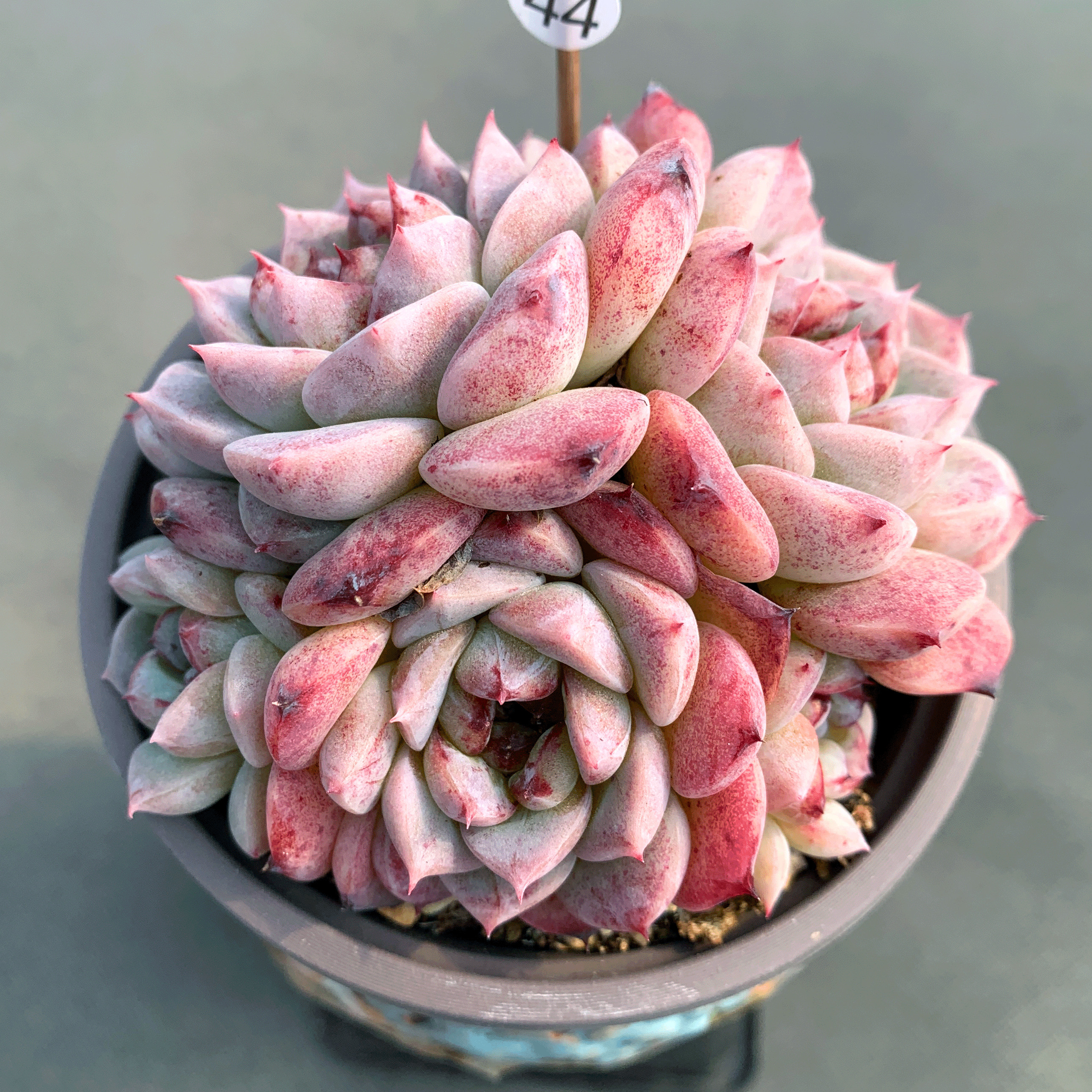 天鹅绒 多肉植物 群生 一物一拍无砍自然群 9厘米盆 阳台绿植盆栽