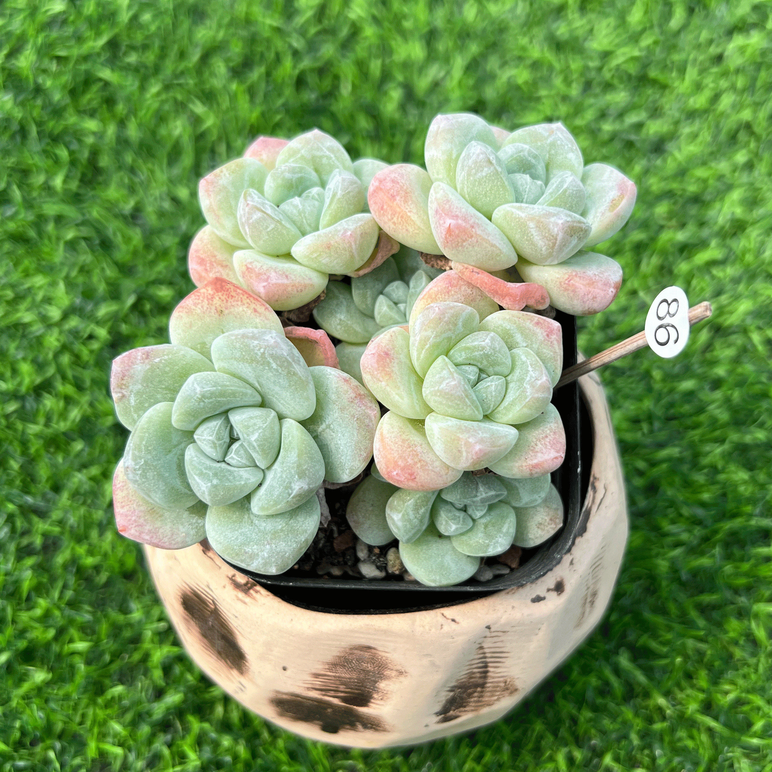 冰玉 多肉植物 奶油冰玉一物一拍单群基因好绿植阳台盆栽灵曦园艺