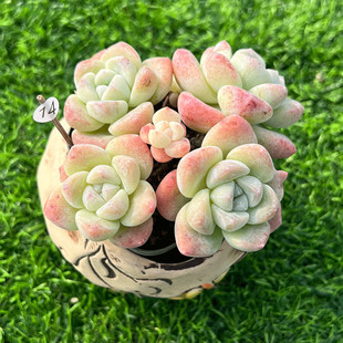 冰玉 奶油冰玉一物一拍单群基因好绿植阳台盆栽灵曦园艺 多肉植物