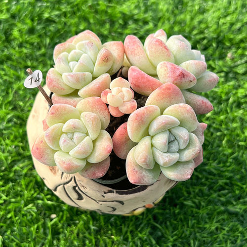 灵曦阳台易养奶油冰玉一物一拍