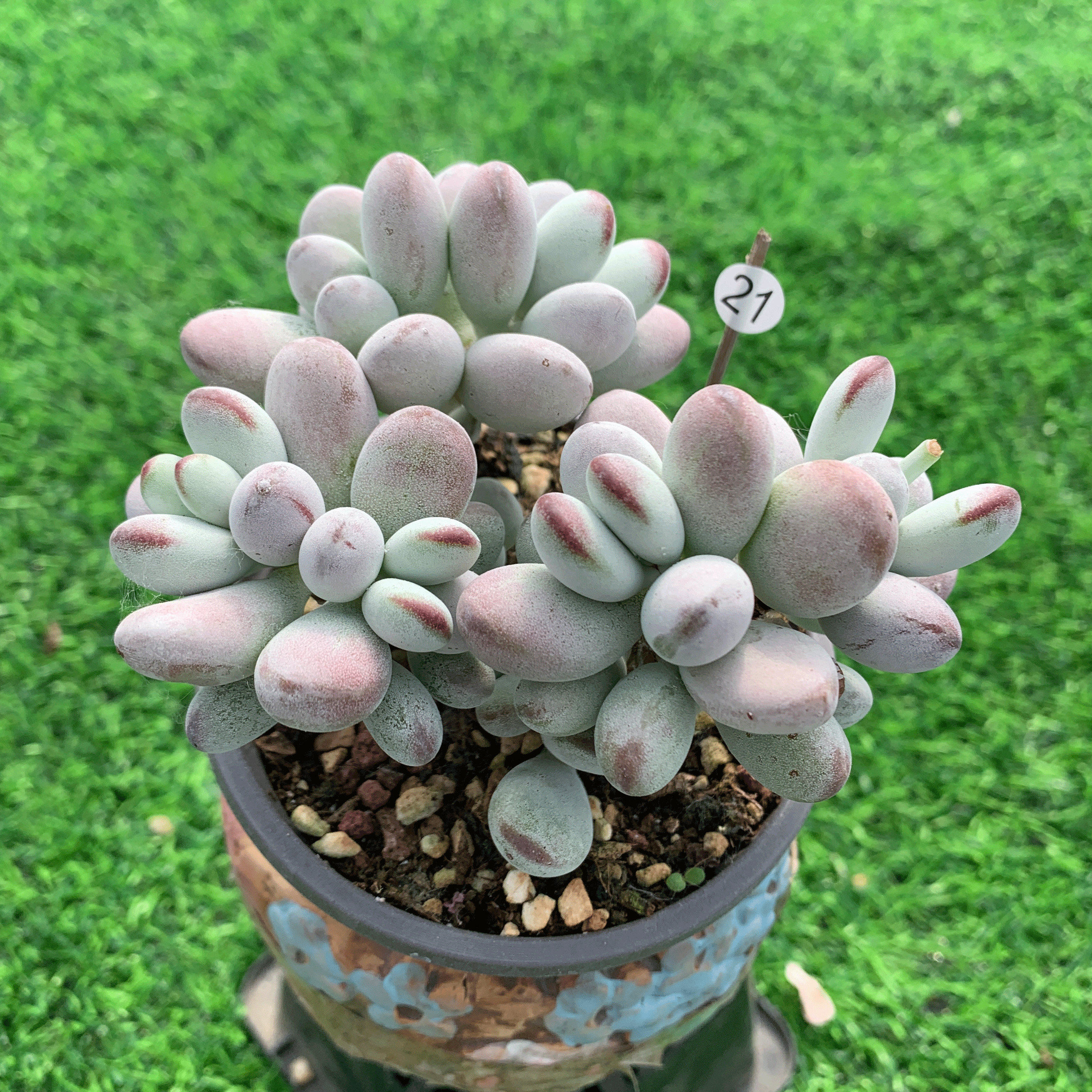 乒乓福娘 多肉植物一物一拍整群控养圆滚滚绿植盆栽阳台趣味肉肉