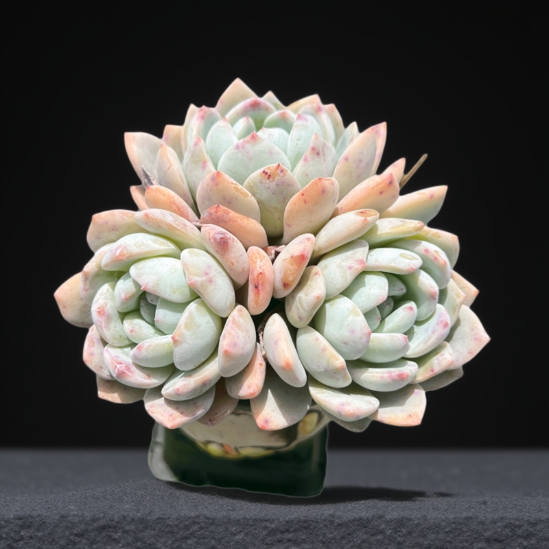 星影窗台橙梦露绿植盆栽易养多肉