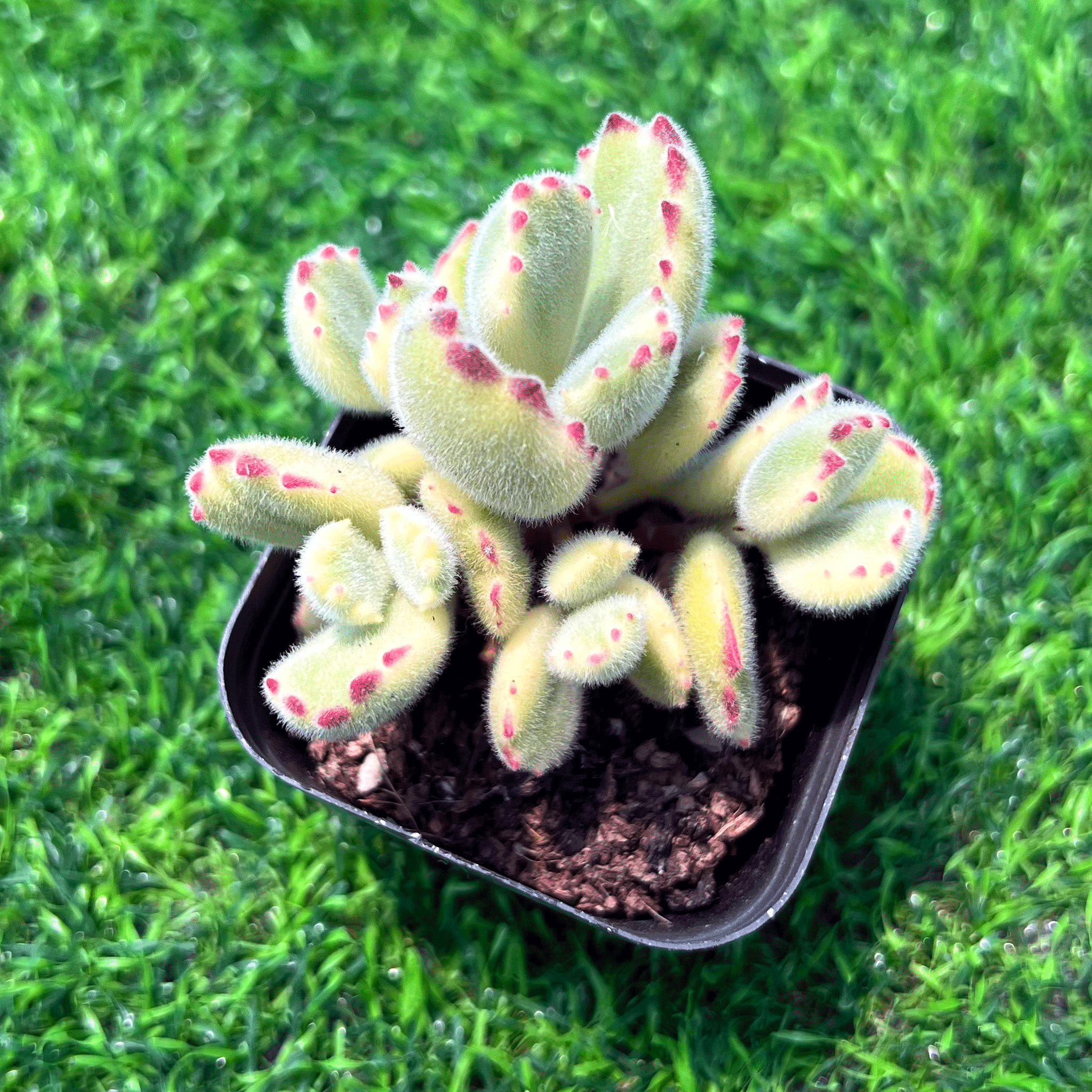 白熊 多肉植物 熊童子白锦小群多肉植物