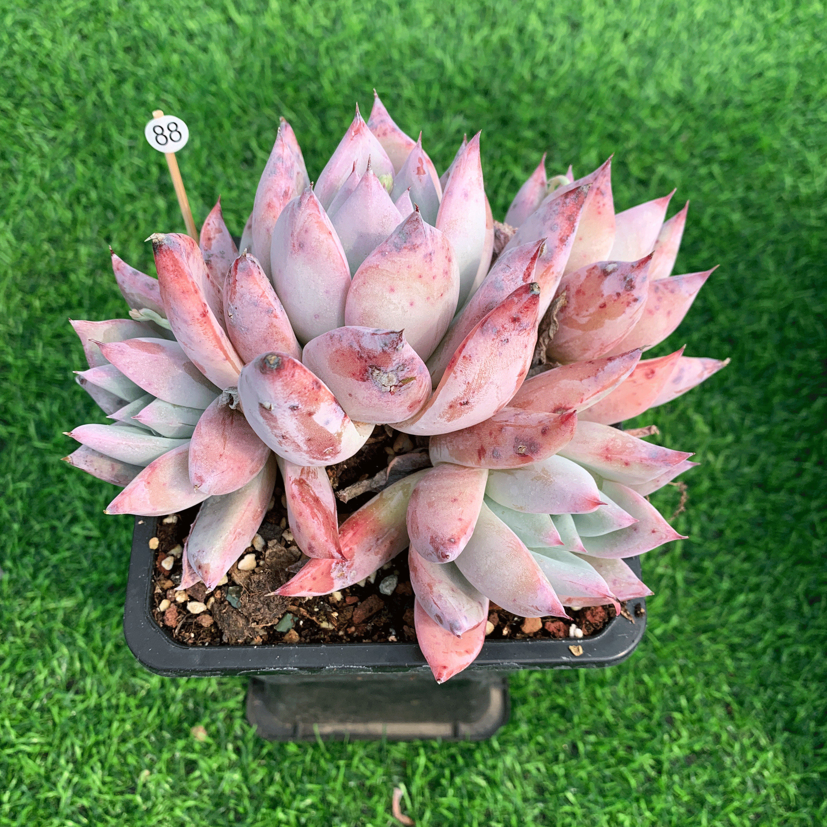 野卡 多肉植物 野生卡罗拉 一物一拍 老桩无砍自然整群 绿植盆栽