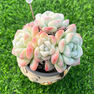 冰玉 多头多肉植物 奶油冰玉一物一拍自然群无砍萌肉阳台绿植盆栽