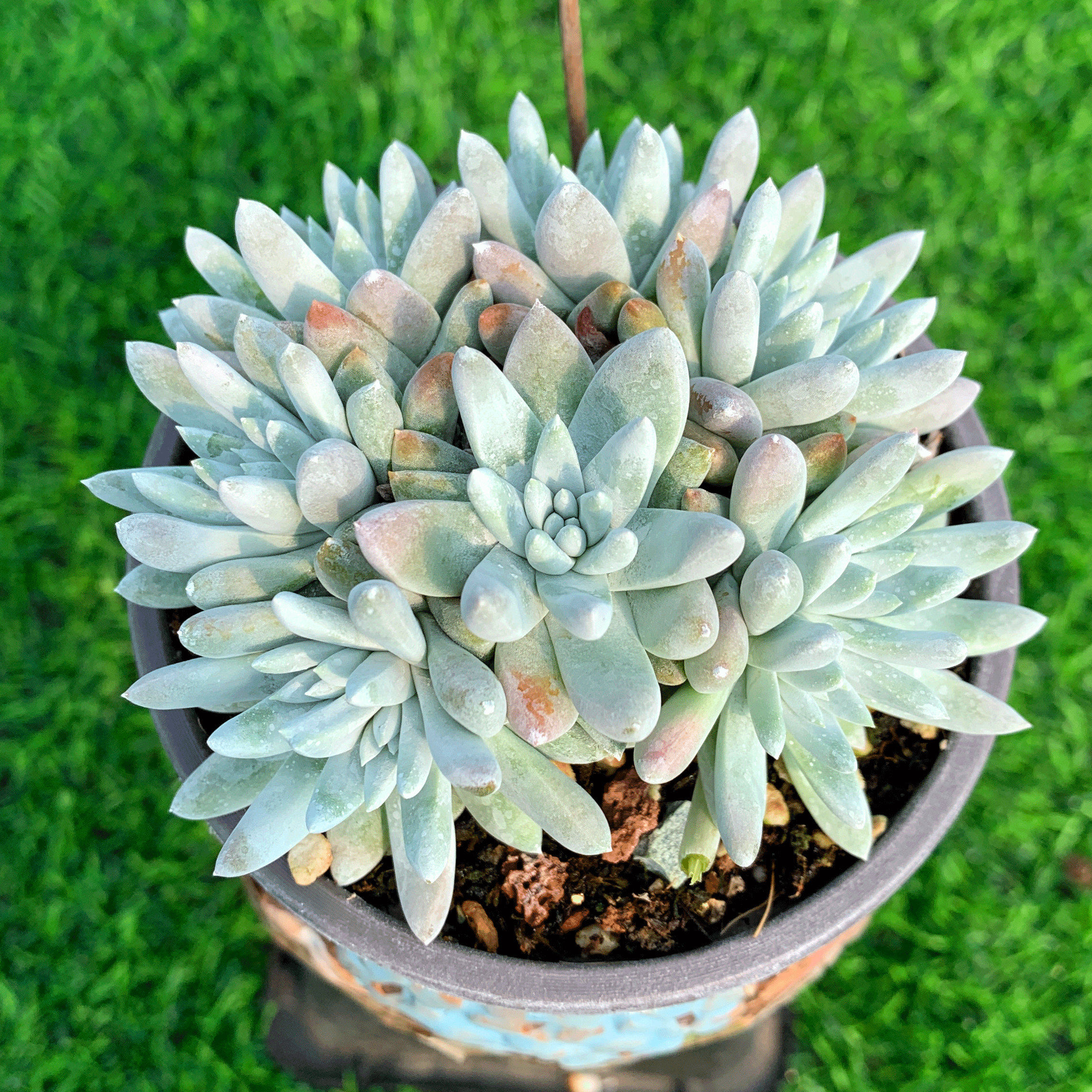 白菊多肉植物仙女杯无砍自然群一物一拍韩版易养阳台绿植灵曦园艺