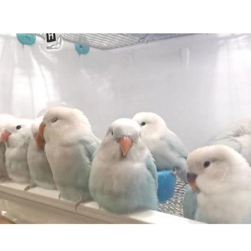 活体幼崽鹦鹉手养亲人桃面牡丹