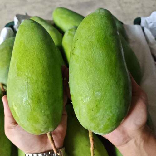 芒果大青芒纯甜肉厚多汁