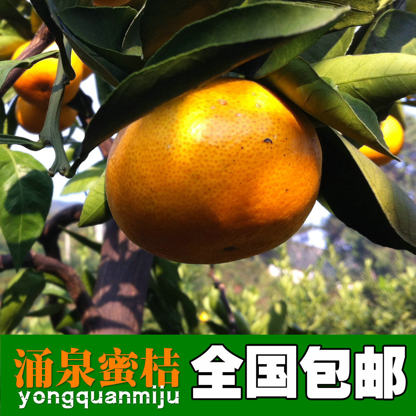 涌泉蜜桔临海涌泉无核甜度高
