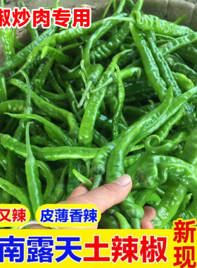 湖南本地辣椒新鲜青辣椒薄皮青椒