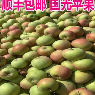 国光苹果酸甜新鲜小果光正宗瓦房店苹果辽宁小国光5斤顺丰包邮
