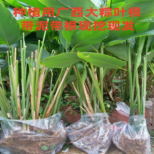 广西马山现挖新鲜粽叶苗