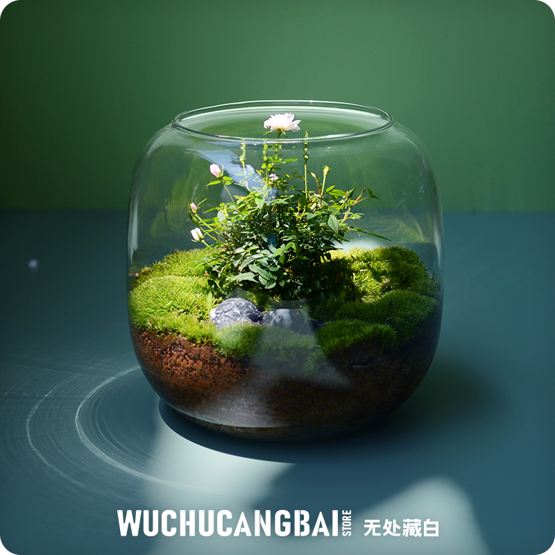 【玻璃瓶里的小花园】苔藓微景观花解压桌面绿植生态情侣圣诞礼物