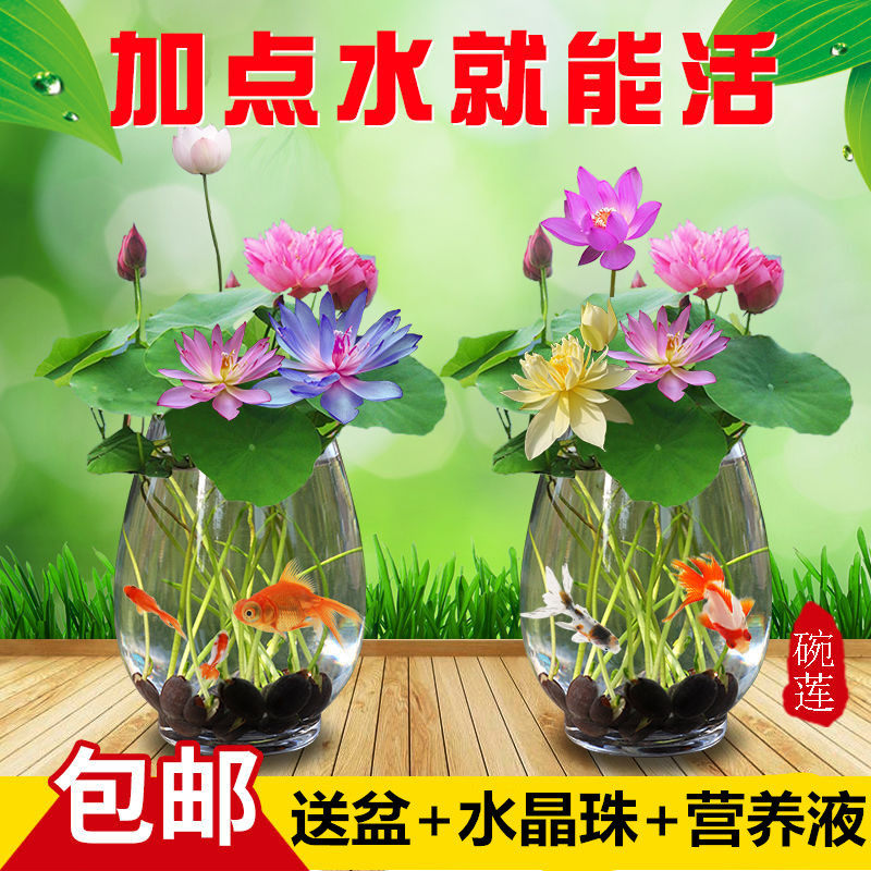 冬季水生植物价格 冬季水生植物图片 星期三