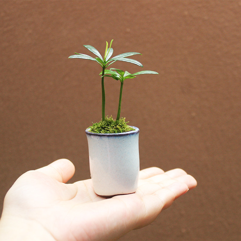 海岛罗汉松指尖微型办公室迷你常青盆栽室内桌面小绿植室内可水培