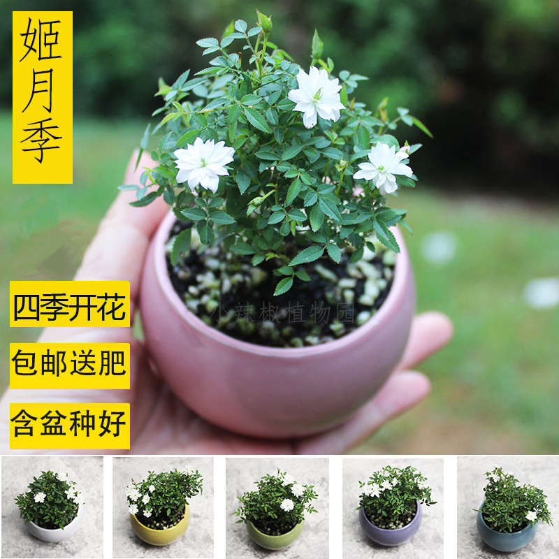 姬乙女微盆景姬月季四季开花