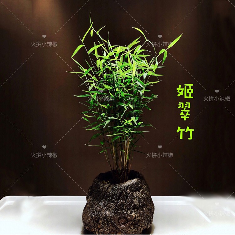 小竹子绿植小盆栽室内好养