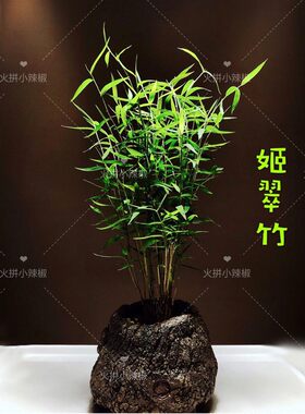 小竹子绿植小盆栽室内好养