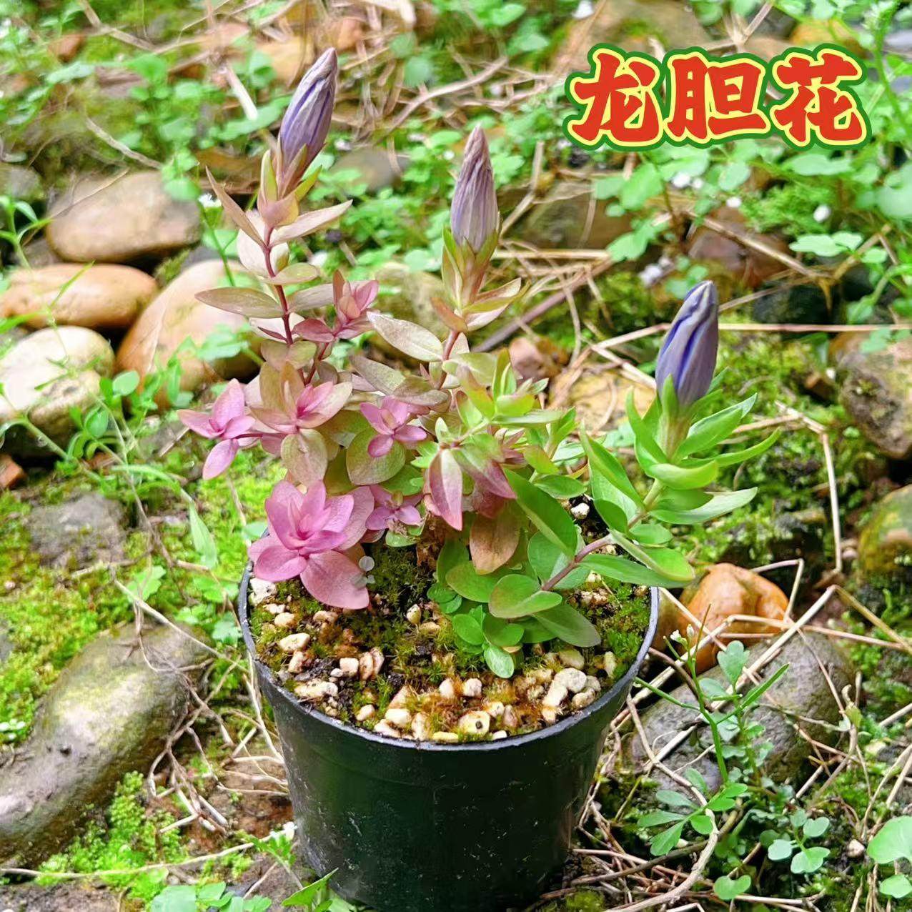龙胆花盆栽室内阳台庭院耐寒植物四季好养活绿植花卉微型会开花