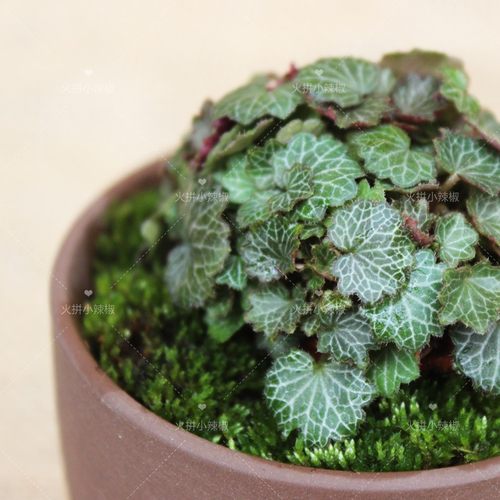 日本微型迷你植物山野姬虎耳草