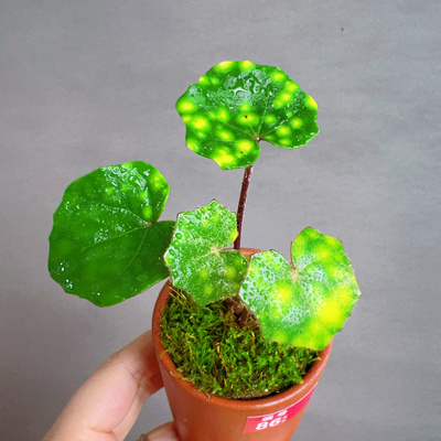 斑叶吴风草室内观叶绿植好养