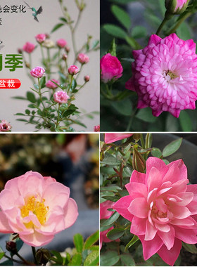 日本月季花素材小苗绿植花卉